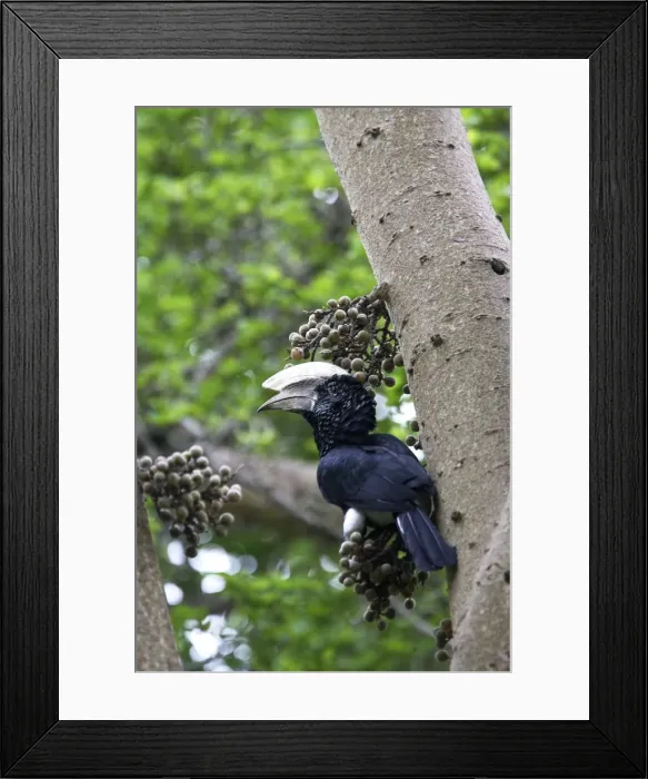 Framed Print : Silvery-cheeked Hornbill. Awasa - Arsi Region - Ethiopia Framed Print : Silvery-cheeked Hornbill. Awasa - Arsi Region - Ethiopia