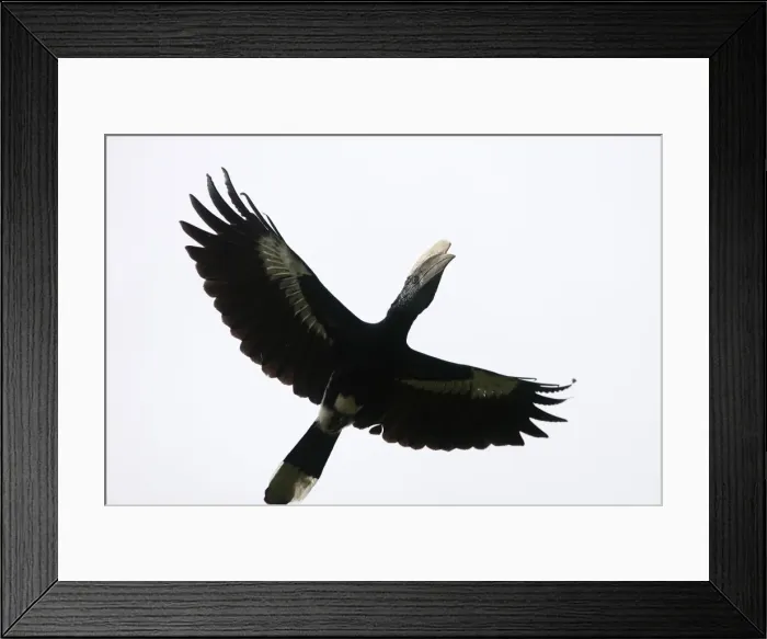 Framed Print : Silvery-cheeked Hornbill - in flight. Awasa - Arsi Region - Ethiopia