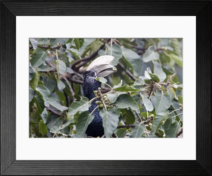 Framed Print : Silvery-cheeked Hornbill - eating. Awasa - Arsi Region - Ethiopia Framed Print : Silvery-cheeked Hornbill - eating. Awasa - Arsi Region - Ethiopia