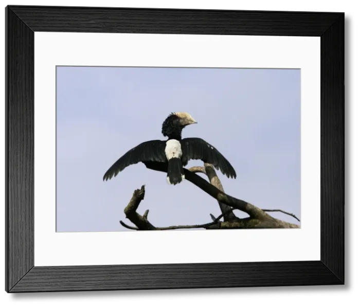 Framed Print : Silvery-cheeked Hornbill - with wings spread. Awasa - Arsi Region - Ethiopia Framed Print : Silvery-cheeked Hornbill - with wings spread. Awasa - Arsi Region - Ethiopia