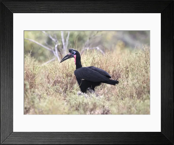 Framed Print : Abyssinian Ground Hornbill Framed Print : Abyssinian Ground Hornbill