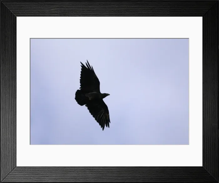 Framed Print : Fan-tailed Raven - Arsi Region - Ethiopia Framed Print : Fan-tailed Raven - Arsi Region - Ethiopia
