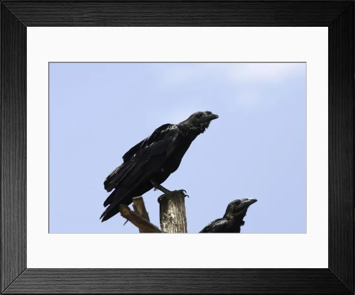 Framed Print : Fan-tailed Raven - Arsi Region - Ethiopia Framed Print : Fan-tailed Raven - Arsi Region - Ethiopia