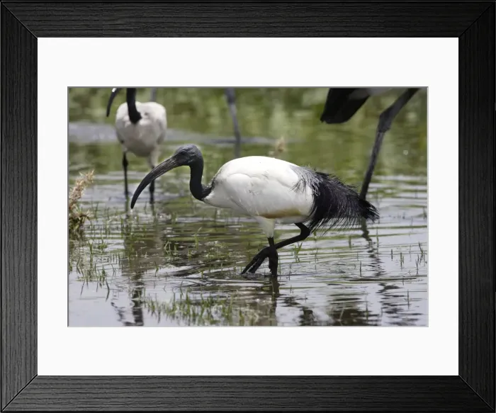 Framed Print : Sacred Ibis. Arsi Region - Ethiopia Framed Print : Sacred Ibis. Arsi Region - Ethiopia