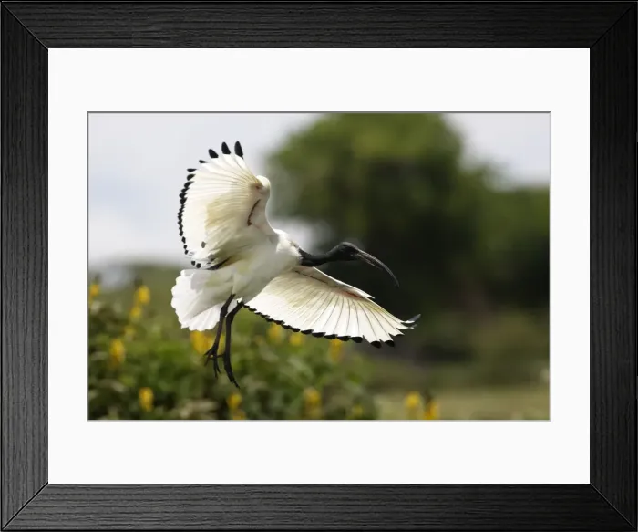 Framed Print : Sacred Ibis. Arsi Region - Ethiopia Framed Print : Sacred Ibis. Arsi Region - Ethiopia