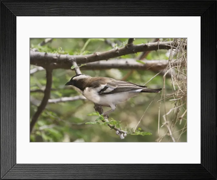 Framed Print : White-browed Sparrow-Weaver. Arsi Region - Ethiopia Framed Print : White-browed Sparrow-Weaver. Arsi Region - Ethiopia