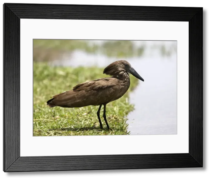 Framed Print : Hamerkop. Ziway - Arsi Region - Ethiopia Framed Print : Hamerkop. Ziway - Arsi Region - Ethiopia