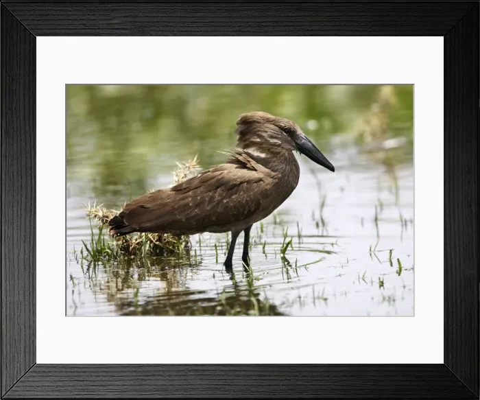 Framed Print : Hamerkop. Ziway - Arsi Region - Ethiopia Framed Print : Hamerkop. Ziway - Arsi Region - Ethiopia
