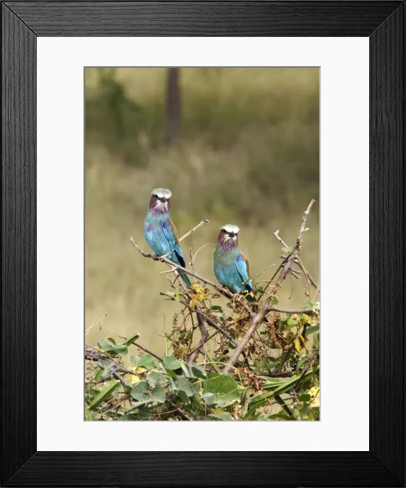 Framed Print : Lilac-breasted Roller - Ethiopia Framed Print : Lilac-breasted Roller - Ethiopia