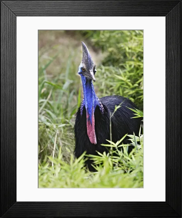 Framed Print : Southern / Double-wattled Cassowary Framed Print : Southern / Double-wattled Cassowary