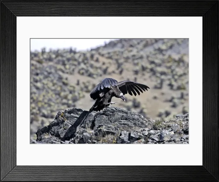 Framed Print : Andean Condor - Andes of Merida - Pico de Aguila - Venezuela Framed Print : Andean Condor - Andes of Merida - Pico de Aguila - Venezuela