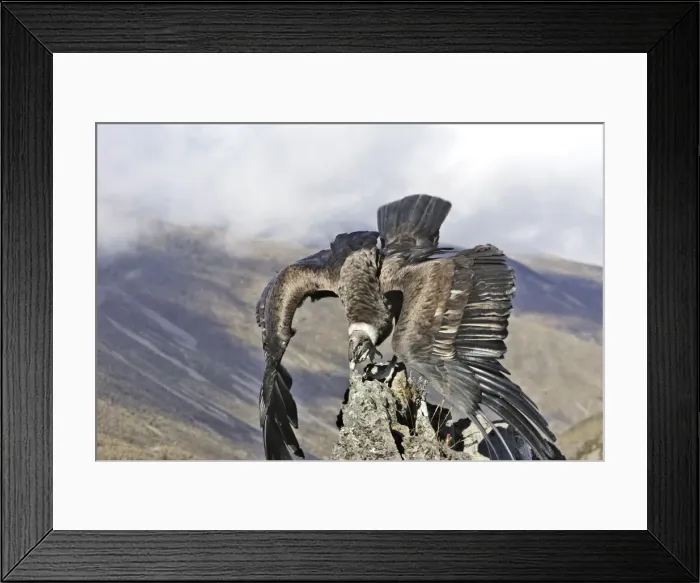 Framed Print : Andean Condor - in flight. Andes of Merida - Pico de Aguila - Venezuela Framed Print : Andean Condor - in flight. Andes of Merida - Pico de Aguila - Venezuela