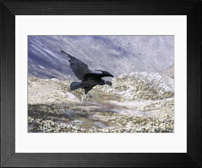 Framed Print : Andean Condor - in flight. Andes of Merida - Pico de Aguila - Venezuela Framed Print : Andean Condor - in flight. Andes of Merida - Pico de Aguila - Venezuela