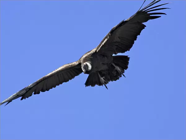 Andean Condor - in flight. Andes of Merida - Pico de Aguila - Venezuela