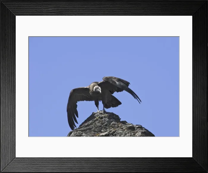 Framed Print : Andean Condor. Andes of Merida - Pico de Aguila - Venezuela Framed Print : Andean Condor. Andes of Merida - Pico de Aguila - Venezuela