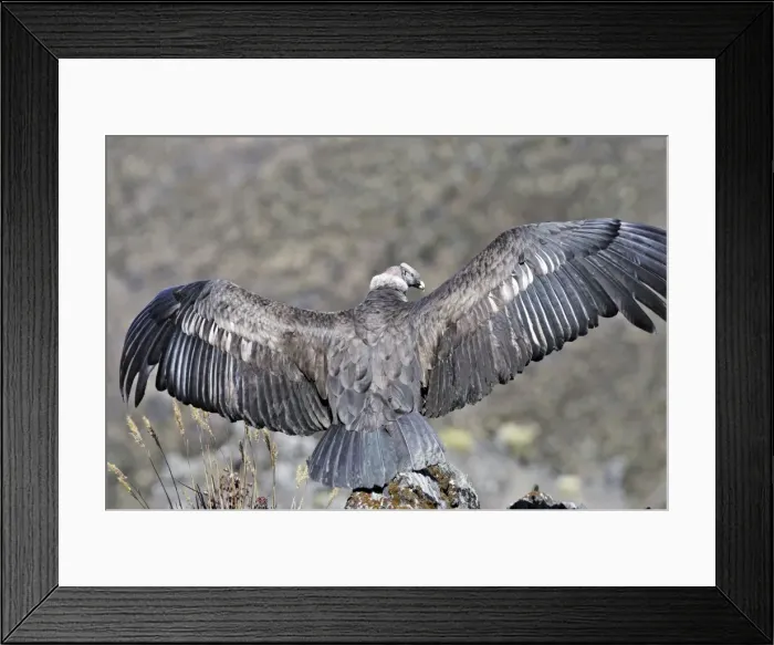 Framed Print : Andean Condor - back view with wings stretched out. Andes of Merida - Pico de Aguila - Venezuela Framed Print : Andean Condor - back view with wings stretched out. Andes of Merida - Pico de Aguila - Venezuela