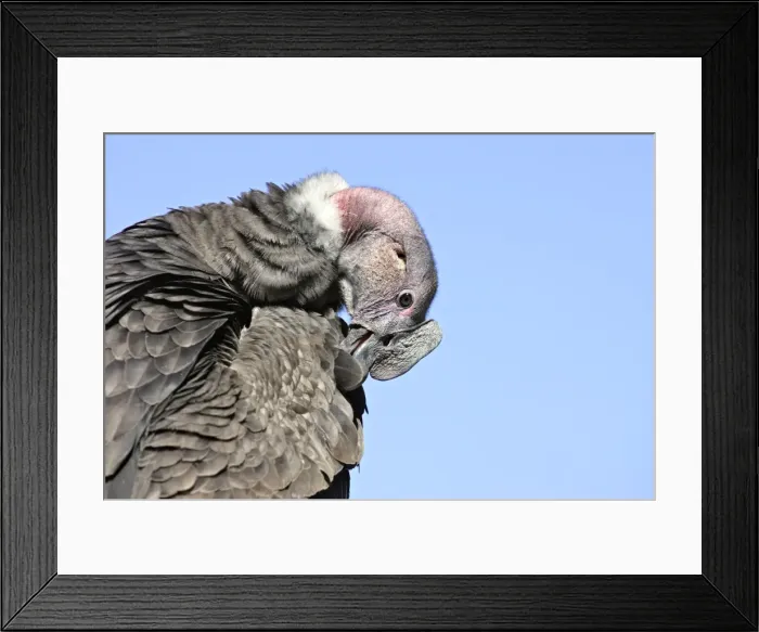 Framed Print : Andean Condor - preening. Andes of Merida - Pico de Aguila - Venezuela Framed Print : Andean Condor - preening. Andes of Merida - Pico de Aguila - Venezuela