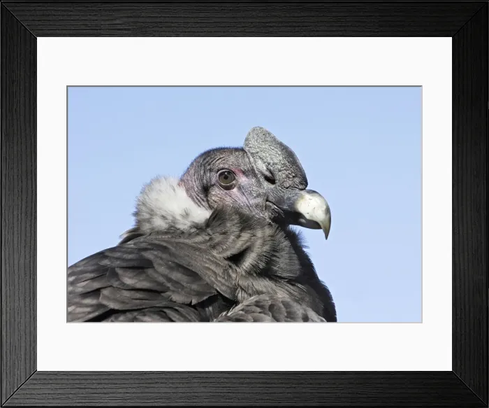 Framed Print : Andean Condor. Andes of Merida - Pico de Aguila - Venezuela Framed Print : Andean Condor. Andes of Merida - Pico de Aguila - Venezuela