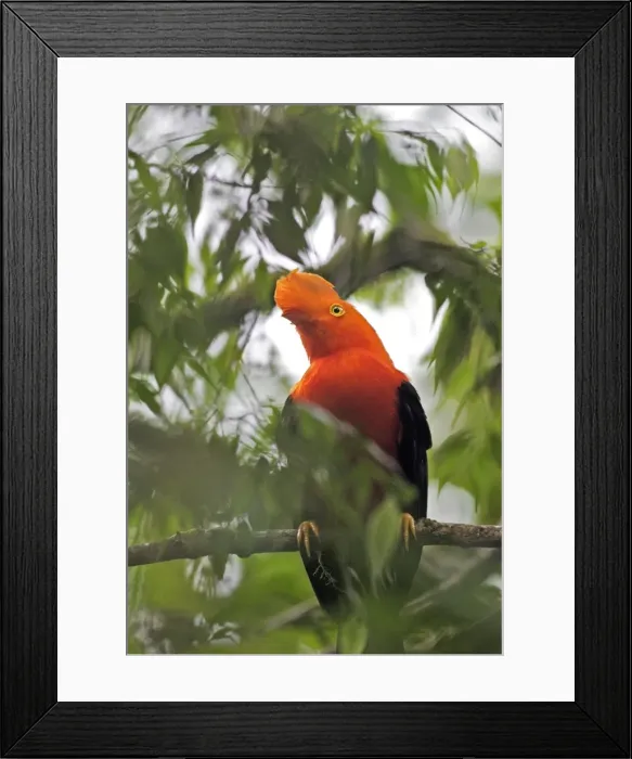 Framed Print : Andean Cock-of-the-rock - Male. Andes of Merida - Venezuela Framed Print : Andean Cock-of-the-rock - Male. Andes of Merida - Venezuela