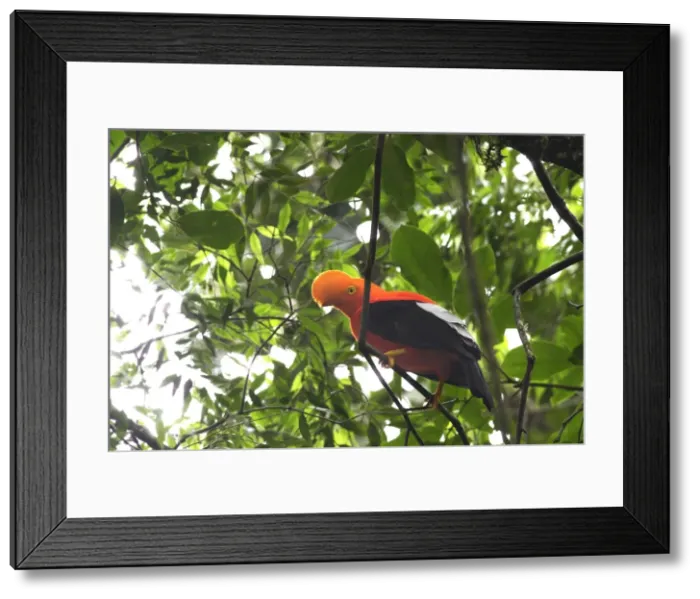 Framed Print : Andean Cock-of-the-rock - Male. Andes of Merida - Venezuela Framed Print : Andean Cock-of-the-rock - Male. Andes of Merida - Venezuela