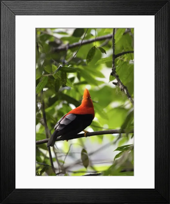 Framed Print : Andean Cock-of-the-rock - Male. Andes of Merida - Venezuela Framed Print : Andean Cock-of-the-rock - Male. Andes of Merida - Venezuela