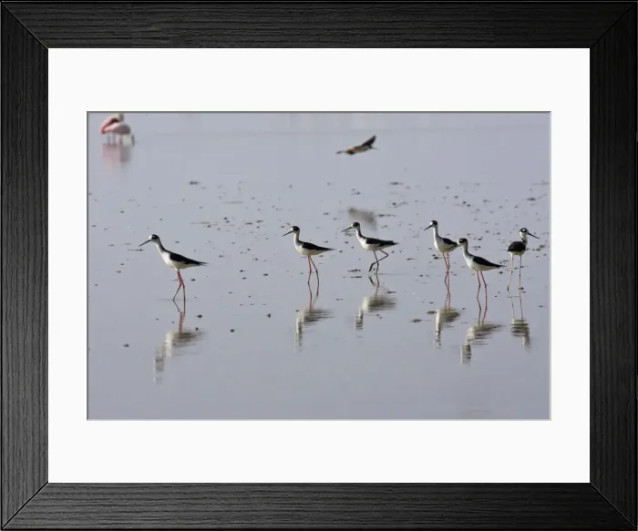 Framed Print : Common Stilt. Venezuela