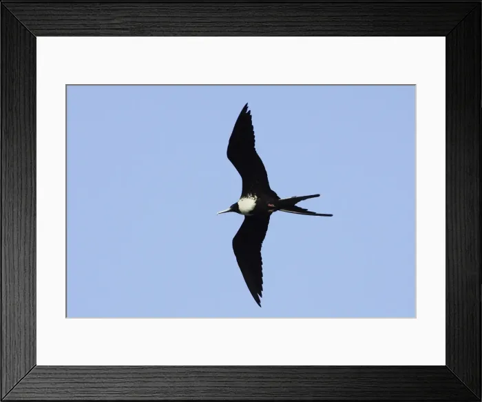 Framed Print : Magnificent Frigatebird. Venezuela Framed Print : Magnificent Frigatebird. Venezuela