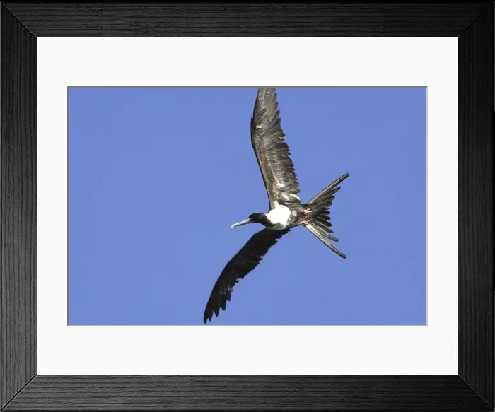 Framed Print : Magnificent Frigatebird. Venezuela Framed Print : Magnificent Frigatebird. Venezuela