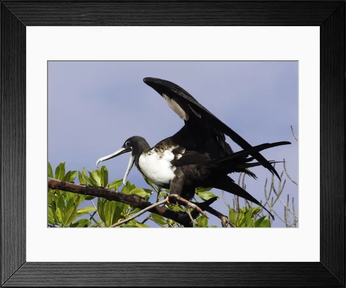 Framed Print : Magnificent Frigatebird. Venezuela Framed Print : Magnificent Frigatebird. Venezuela