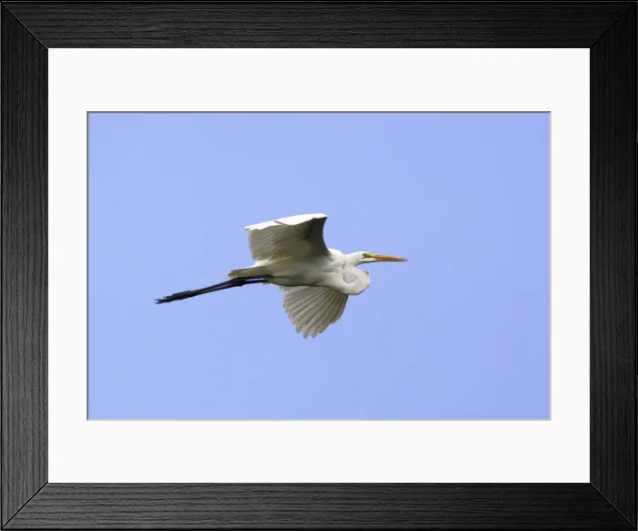 Framed Print : Great White Egret. Venezuela Framed Print : Great White Egret. Venezuela