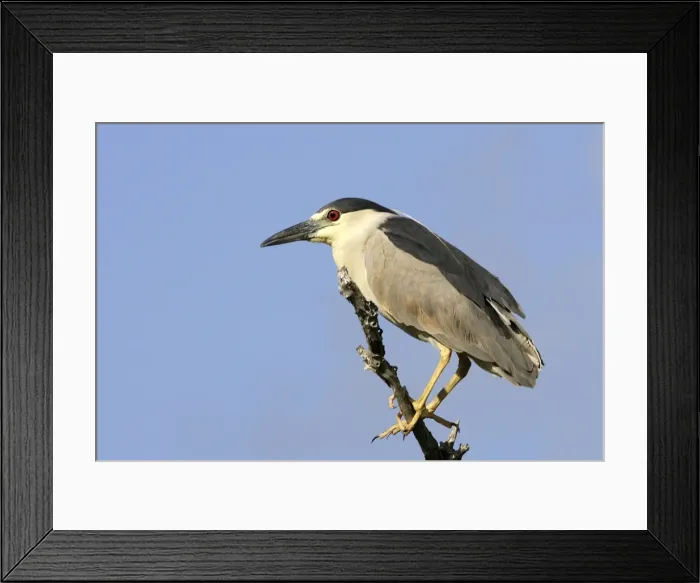 Framed Print : Black-crowned Night Heron. Venezuela Framed Print : Black-crowned Night Heron. Venezuela