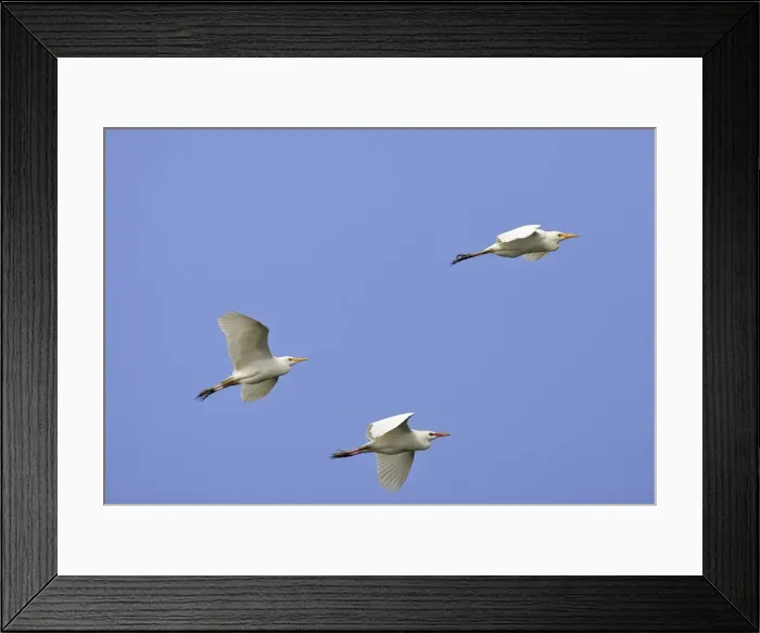 Framed Print : Cattle Egret. Venezuela Framed Print : Cattle Egret. Venezuela