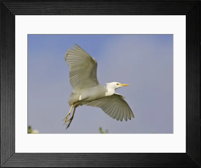 Framed Print : Cattle Egret. Venezuela Framed Print : Cattle Egret. Venezuela