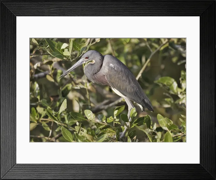 Framed Print : Tricolored Heron. Venezuela Framed Print : Tricolored Heron. Venezuela