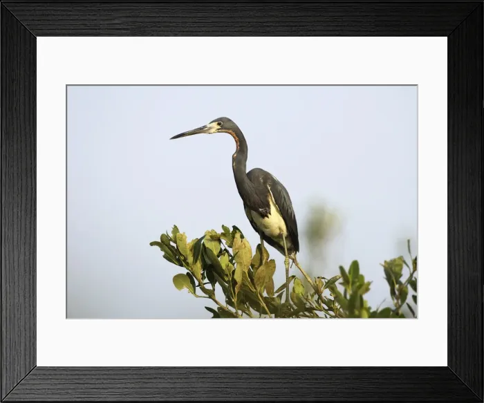 Framed Print : Tricolored Heron. Venezuela Framed Print : Tricolored Heron. Venezuela