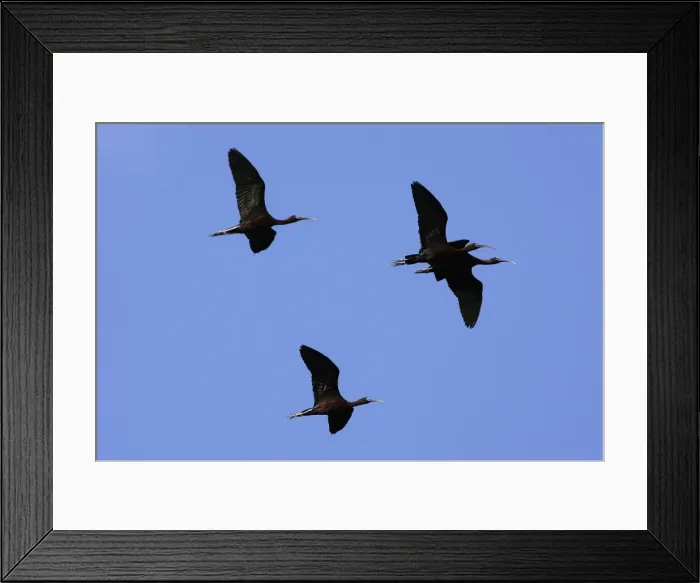 Framed Print : Glossy Ibis Framed Print : Glossy Ibis