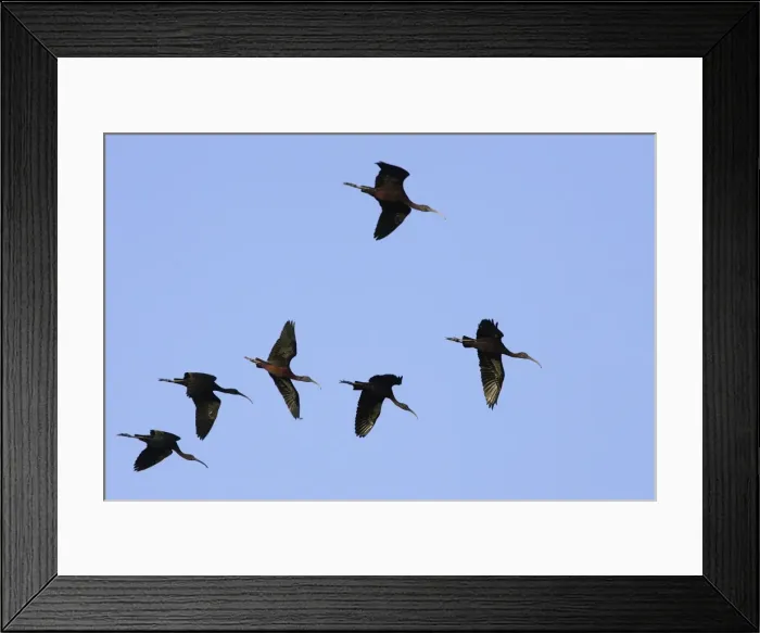 Framed Print : Glossy Ibis - in flight. Coro Peninsula - Venezuela