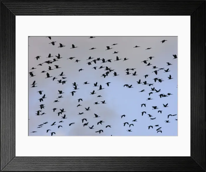 Framed Print : Glossy Ibis - flock in flight. Coro Peninsula - Venezuela Framed Print : Glossy Ibis - flock in flight. Coro Peninsula - Venezuela