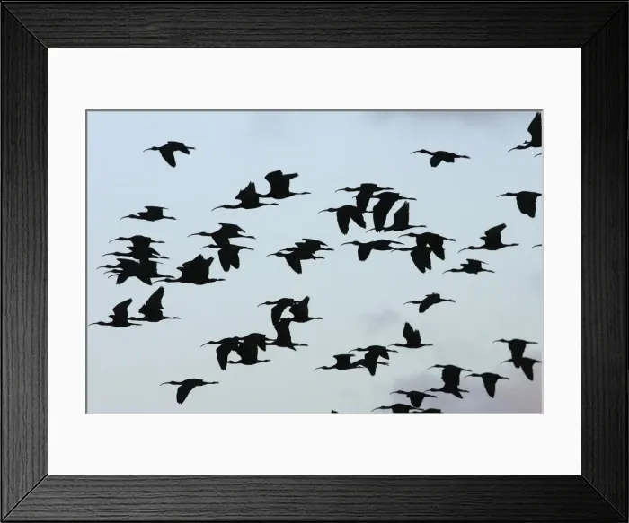 Framed Print : Glossy Ibis - flock in flight. Coro Peninsula - Venezuela Framed Print : Glossy Ibis - flock in flight. Coro Peninsula - Venezuela