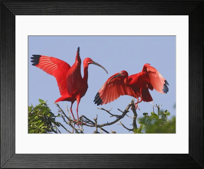 Framed Print : Scarlet Ibis - two. Coro Peninsula - Venezuela Framed Print : Scarlet Ibis - two. Coro Peninsula - Venezuela
