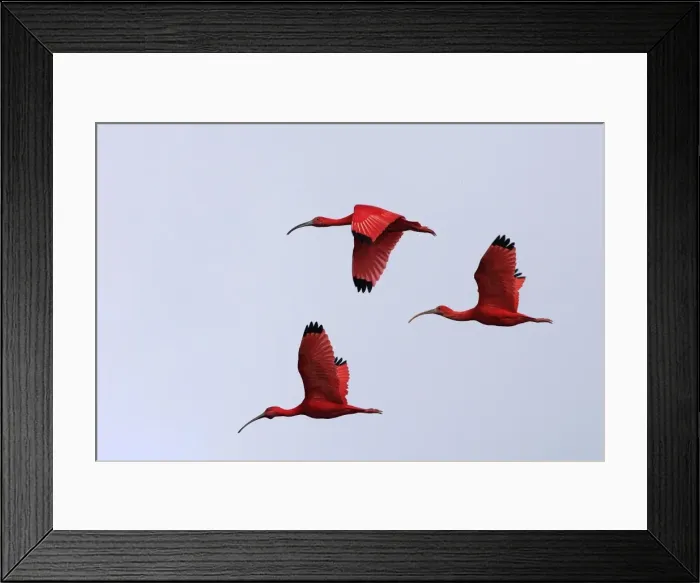 Framed Print : Scarlet Ibis - three in flight. Coro Peninsula - Venezuela Framed Print : Scarlet Ibis - three in flight. Coro Peninsula - Venezuela