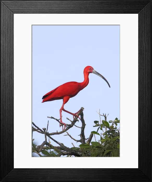 Framed Print : Scarlet Ibis. Coro Peninsula - Venezuela Framed Print : Scarlet Ibis. Coro Peninsula - Venezuela