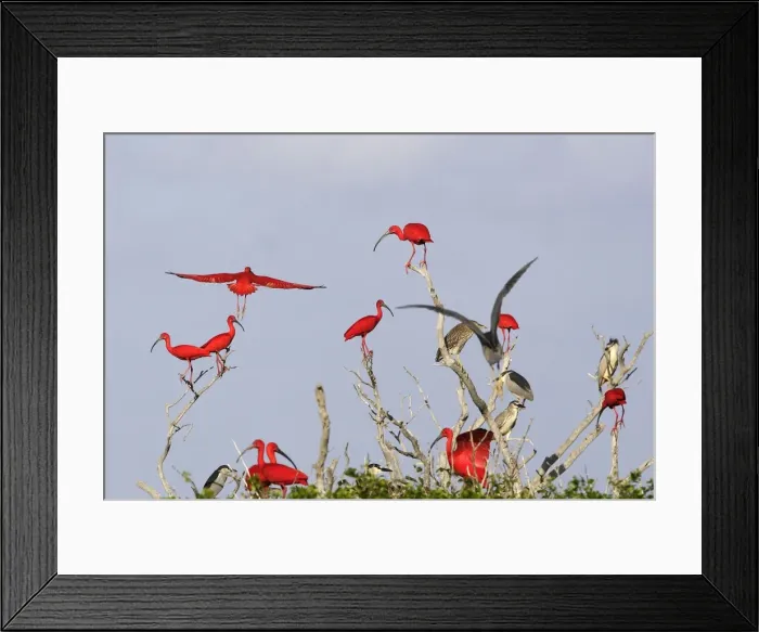 Framed Print : Scarlet Ibis - flock in tree. Coro Peninsula - Venezuela Framed Print : Scarlet Ibis - flock in tree. Coro Peninsula - Venezuela