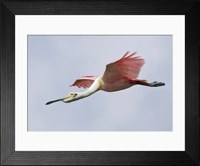 Framed Print : Roseate Spoonbill - in flight. Venezuela Framed Print : Roseate Spoonbill - in flight. Venezuela