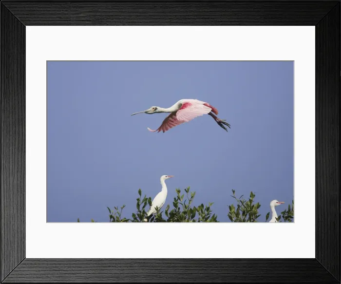 Framed Print : Roseate Spoonbill - in flight. Venezuela