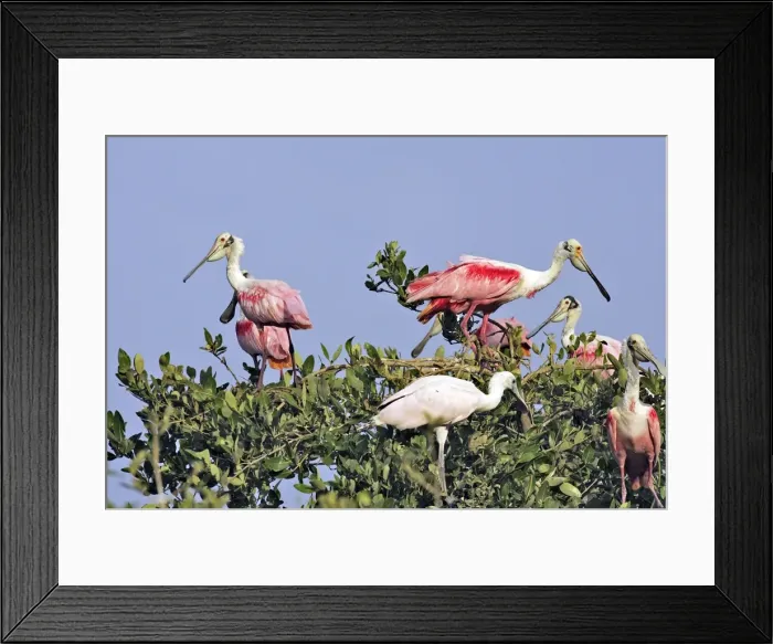 Framed Print : Roseate Spoonbill - in tree. Venezuela Framed Print : Roseate Spoonbill - in tree. Venezuela