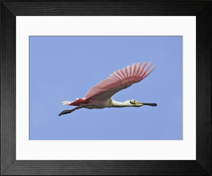 Framed Print : Roseate Spoonbill - in flight. Venezuela Framed Print : Roseate Spoonbill - in flight. Venezuela