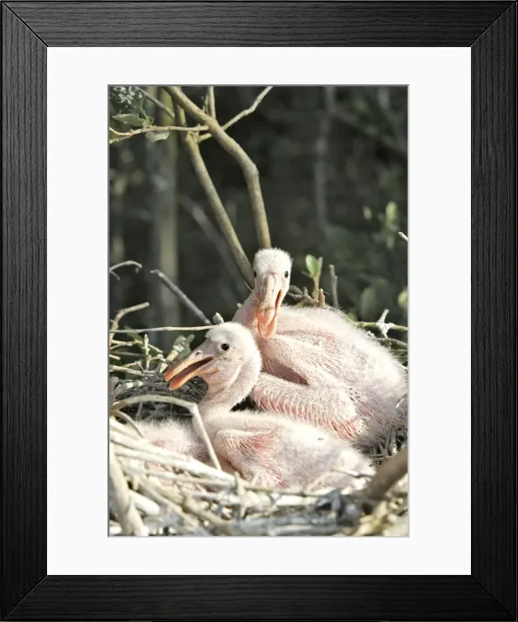 Framed Print : Roseate Spoonbill - two chicks. Venezuela