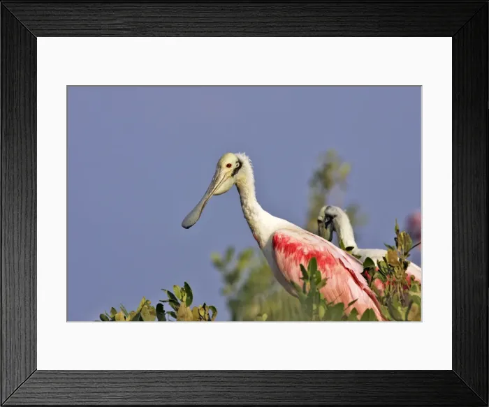 Framed Print : Roseate Spoonbill. Venezuela Framed Print : Roseate Spoonbill. Venezuela