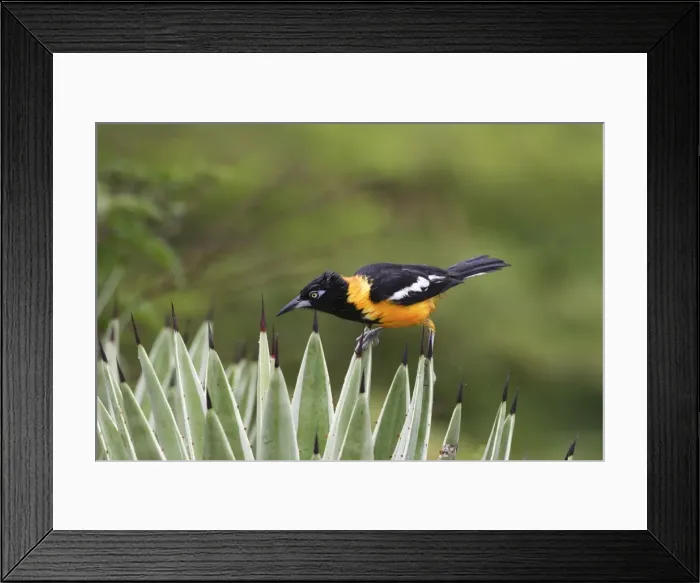 Framed Print : Yellow-hooded Blackbird. Coro Peninsula - Venezuela Framed Print : Yellow-hooded Blackbird. Coro Peninsula - Venezuela